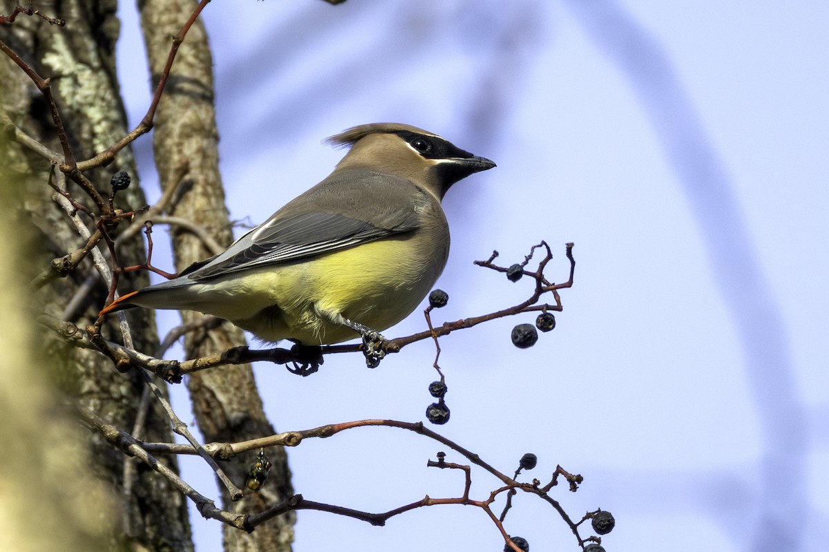 ציצנית אמריקנית - ML645285005