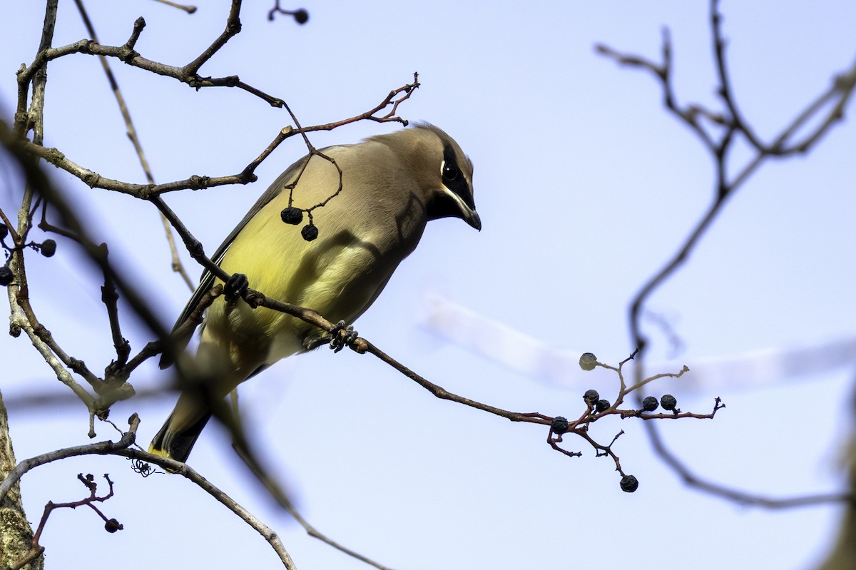 ציצנית אמריקנית - ML645285006