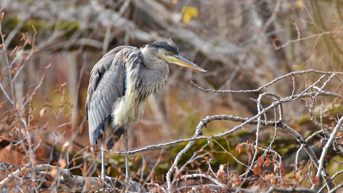 Great Blue Heron - ML645285010