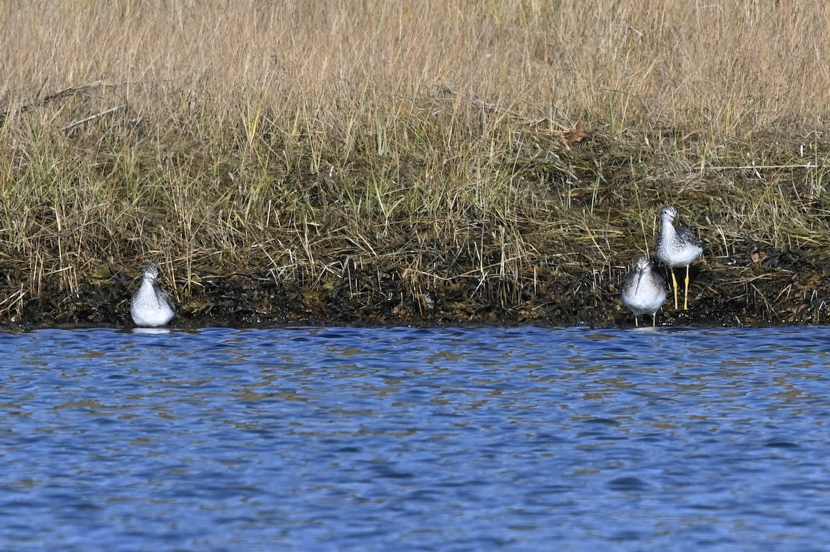 vodouš velký - ML645285012