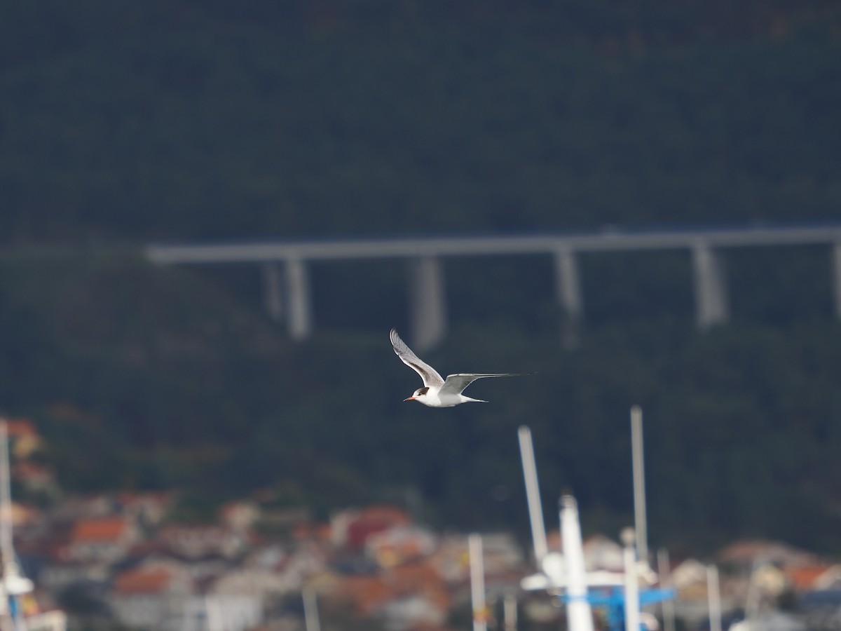 rybák obecný - ML645285024