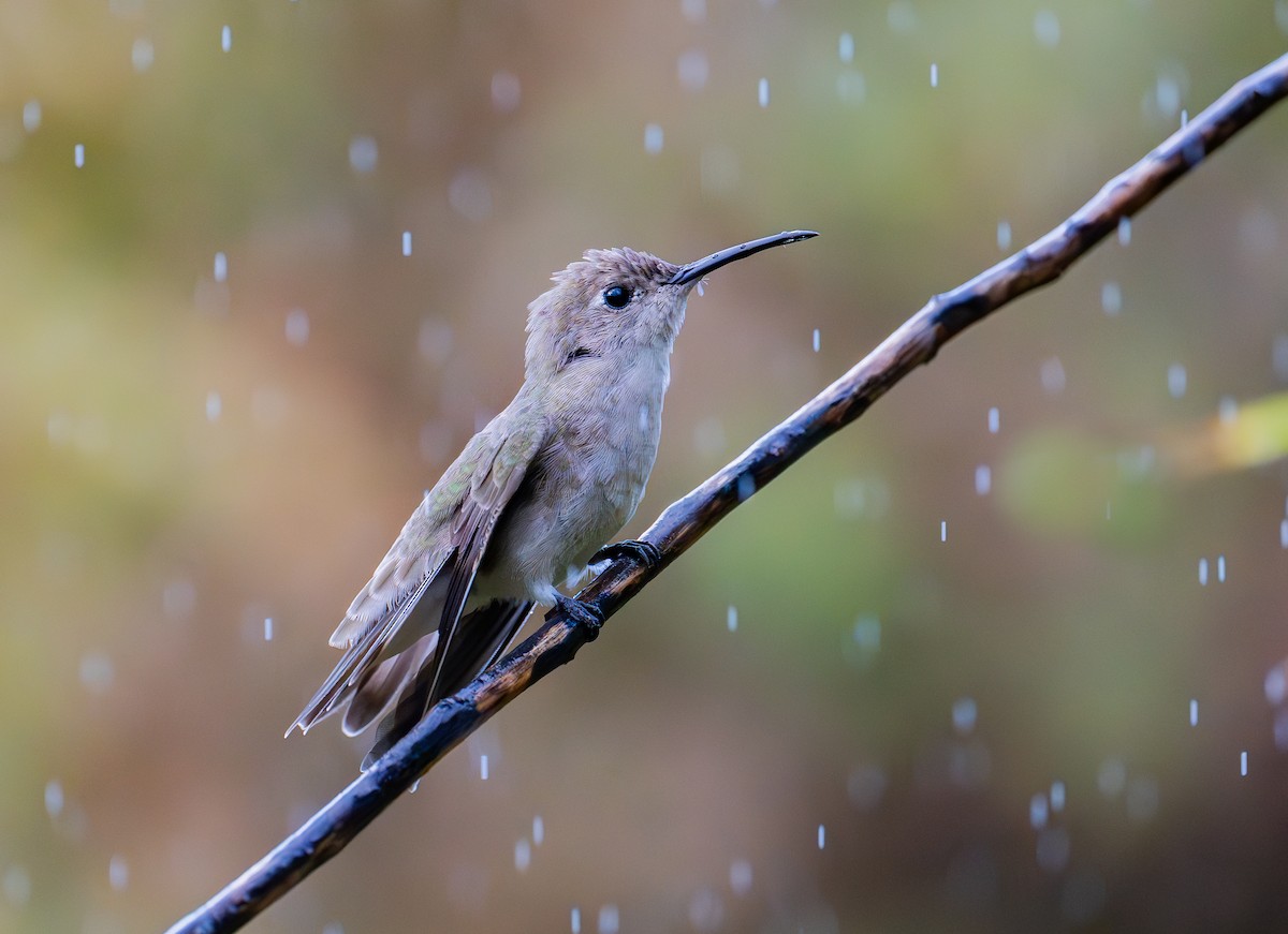 Tumbes Hummingbird - ML645285028
