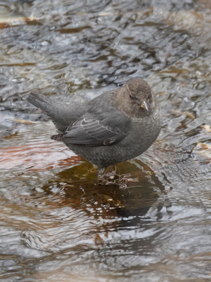 Ur-zozo iparramerikarra - ML645285029