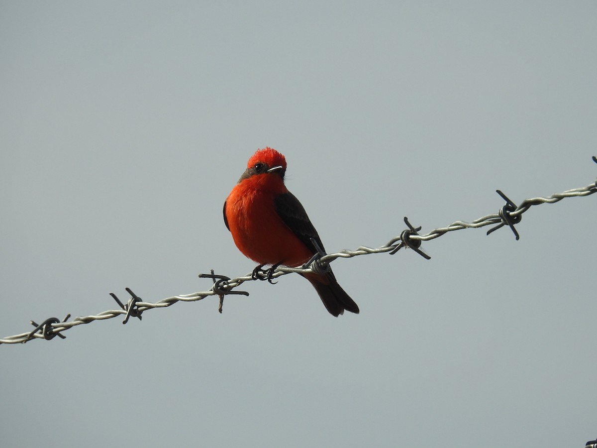 Vermilion Flycatcher - ML645285030