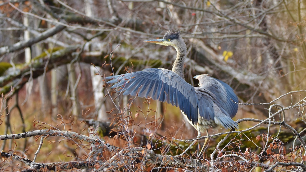 Great Blue Heron - ML645285033