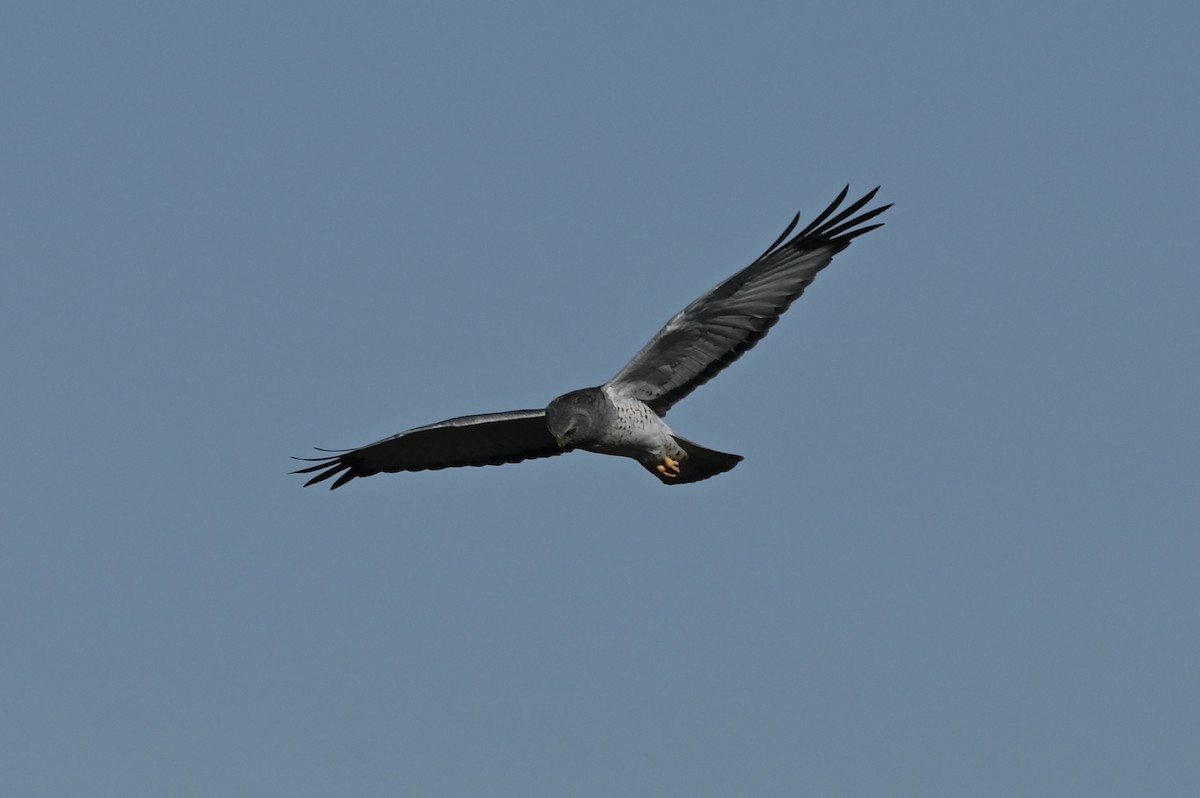 moták severoamerický - ML645285036