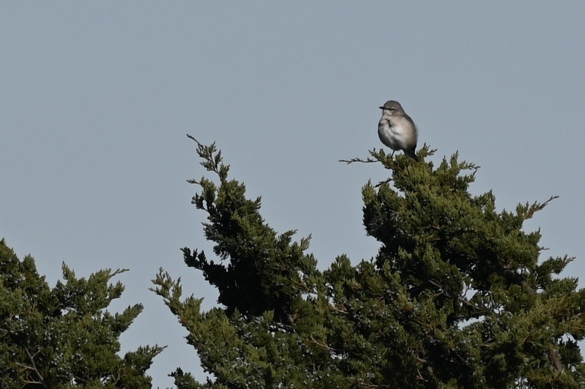 Northern Mockingbird - ML645285044