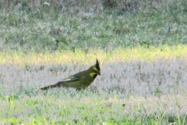 Пароарія жовта - ML645285053