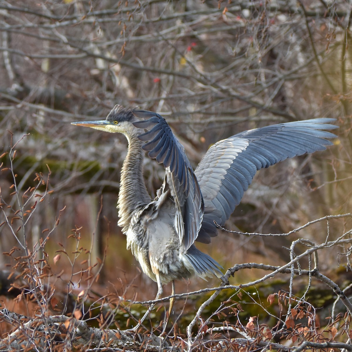 Great Blue Heron - ML645285077