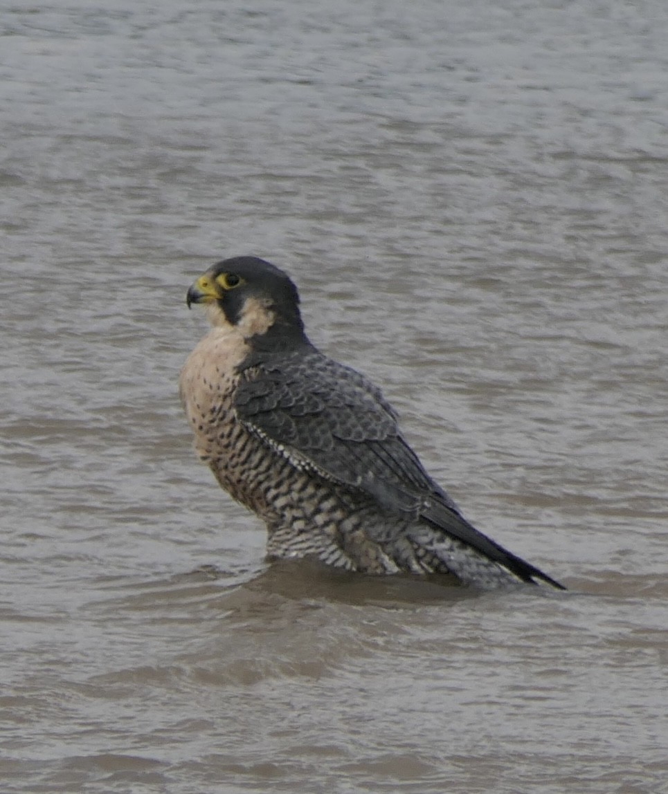 Peregrine Falcon - ML645285079