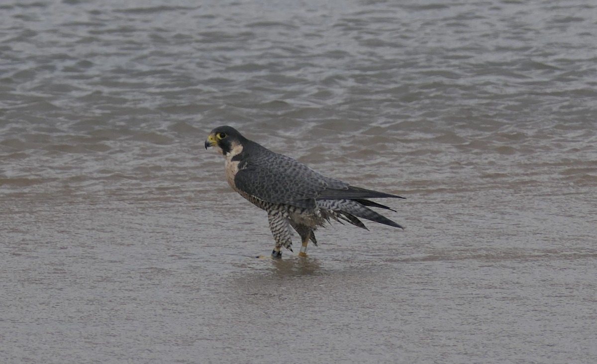 Peregrine Falcon - ML645285080