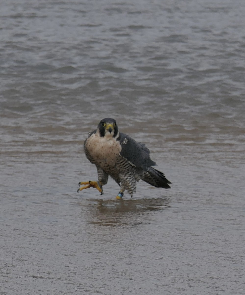 Peregrine Falcon - ML645285081