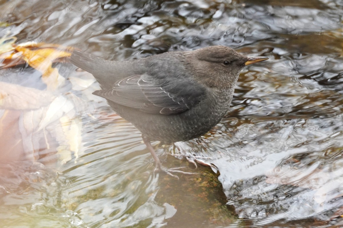 Ur-zozo iparramerikarra - ML645285085