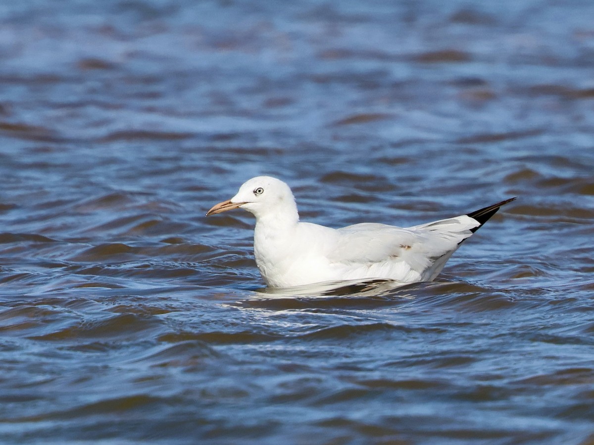 Slender-billed Gull - ML645285103