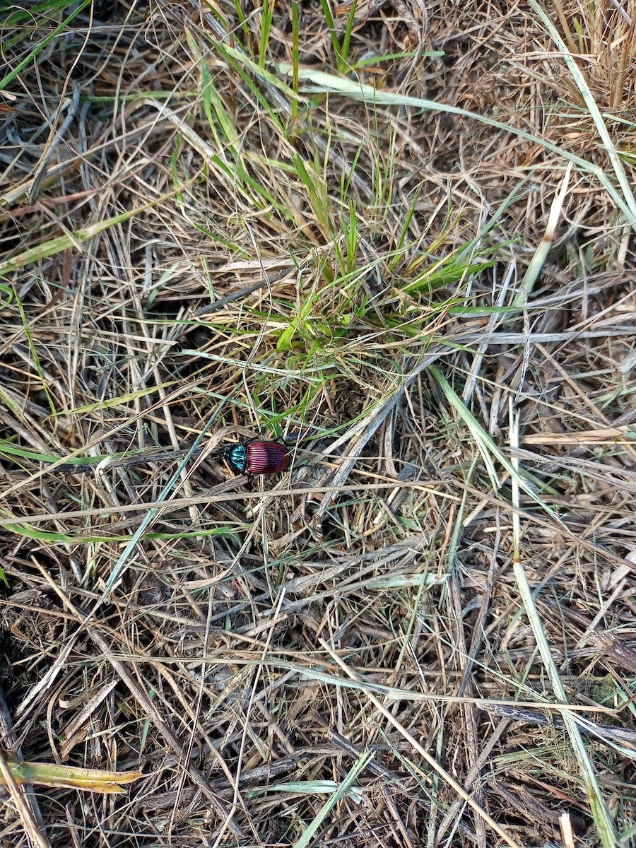 Animals - ML645285105