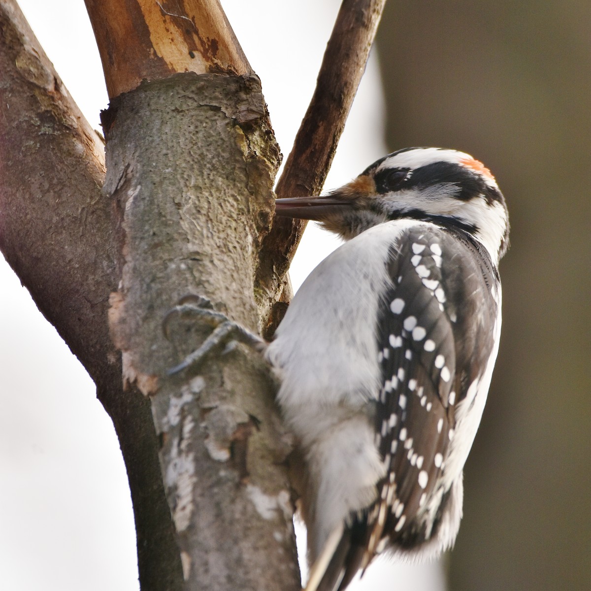 Hairy Woodpecker - ML645285108