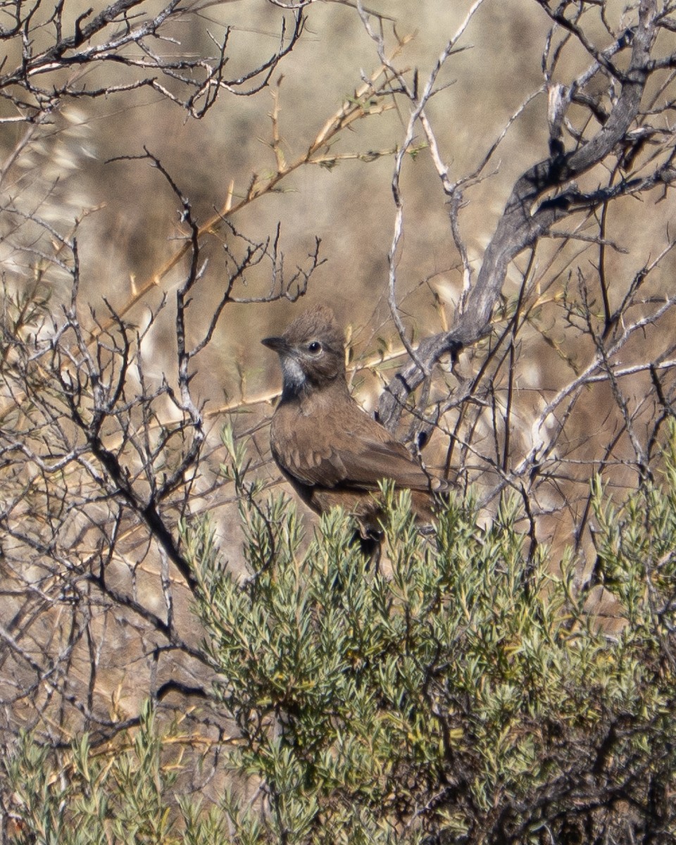 ノドジロエボシカマドドリ - ML645285118