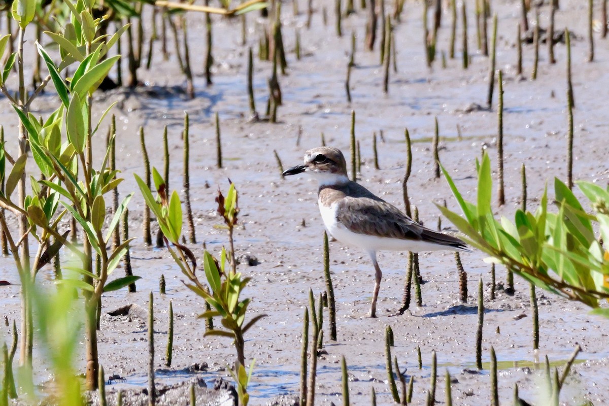 Wilson's Plover - ML645285119