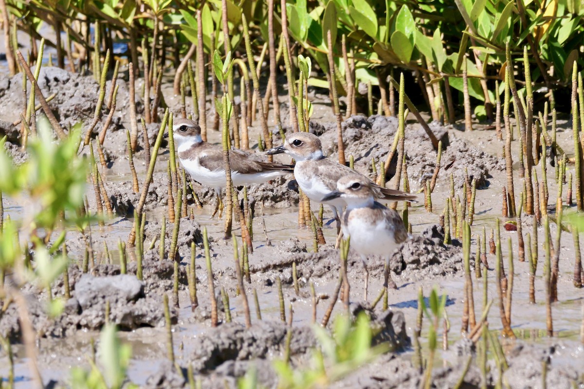 Wilson's Plover - ML645285120