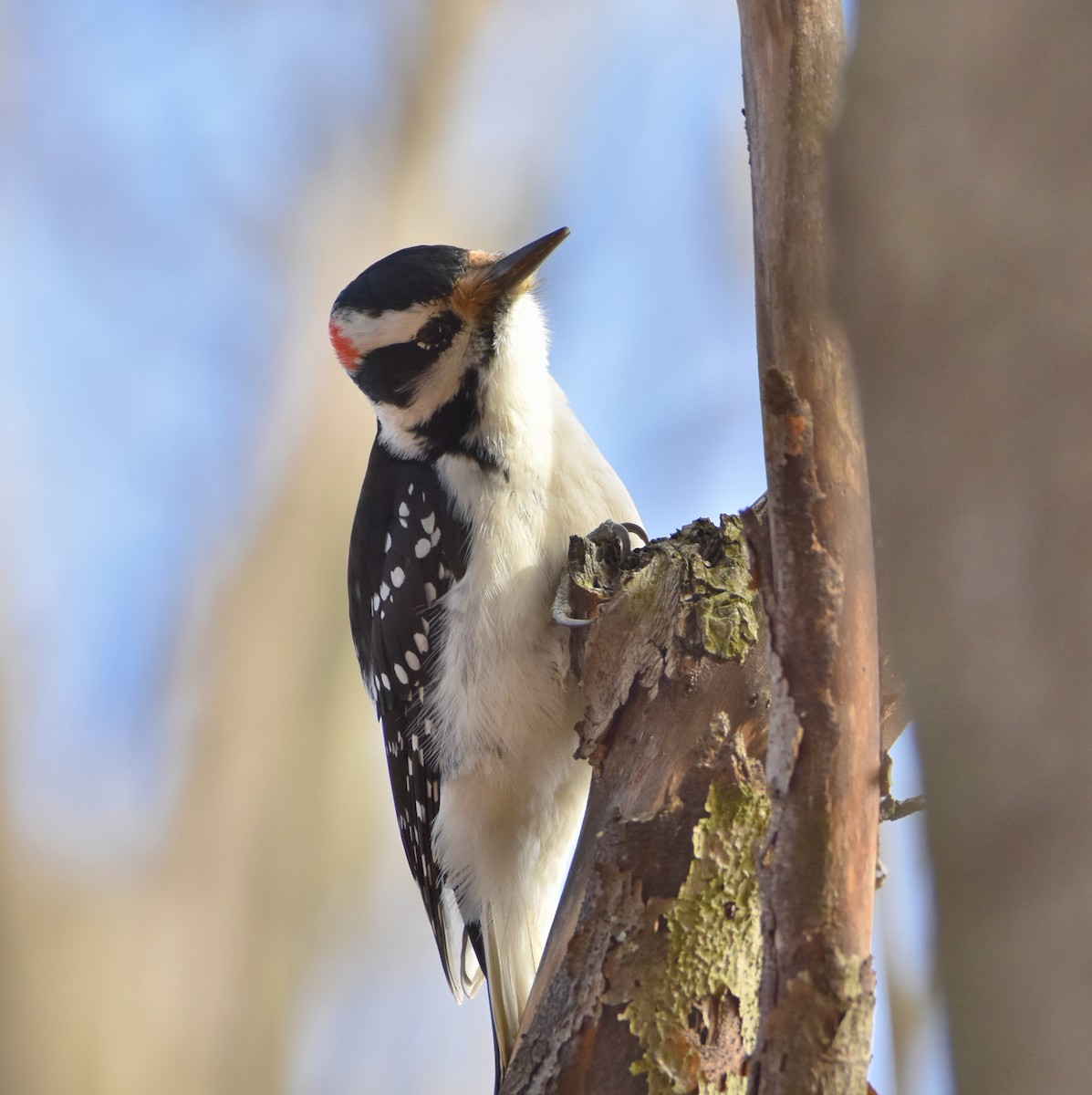 Hairy Woodpecker - ML645285124