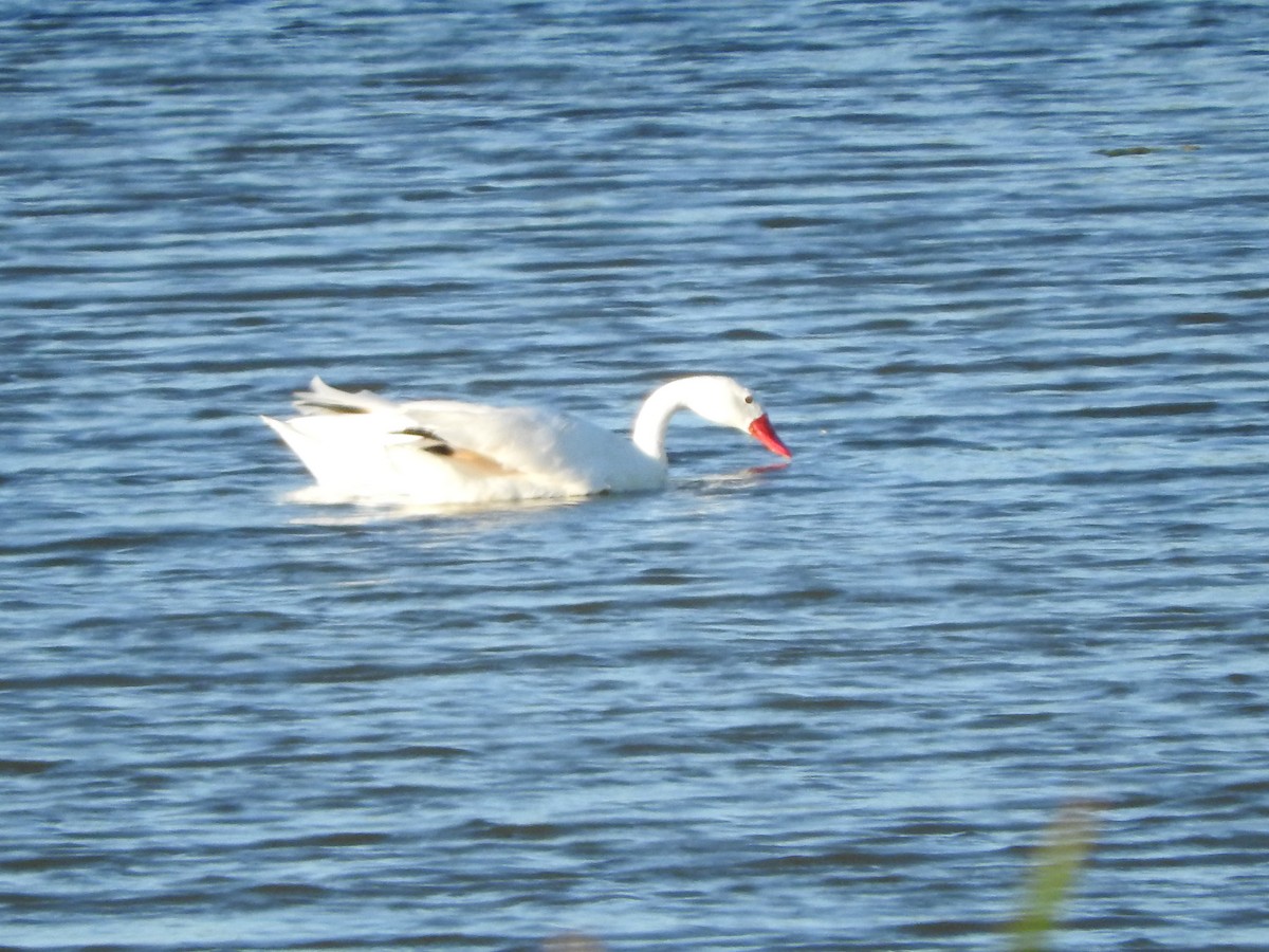 Coscoroba Swan - ML645285143