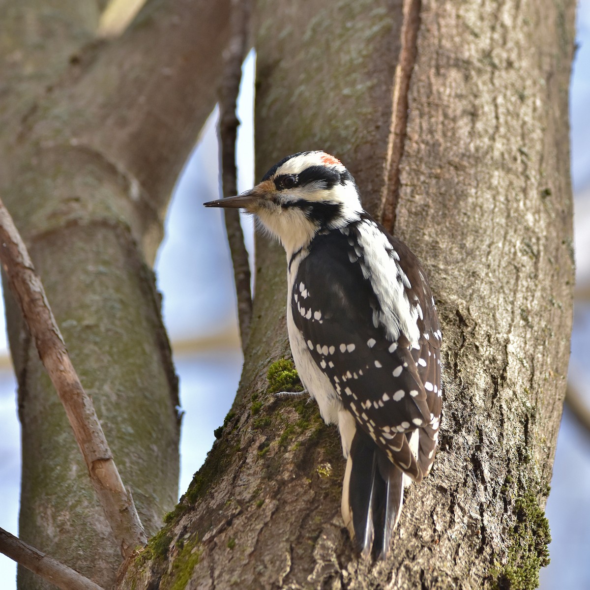 Hairy Woodpecker - ML645285159
