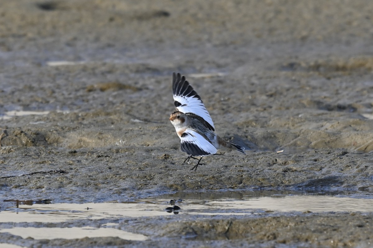 sněhule severní - ML645285160