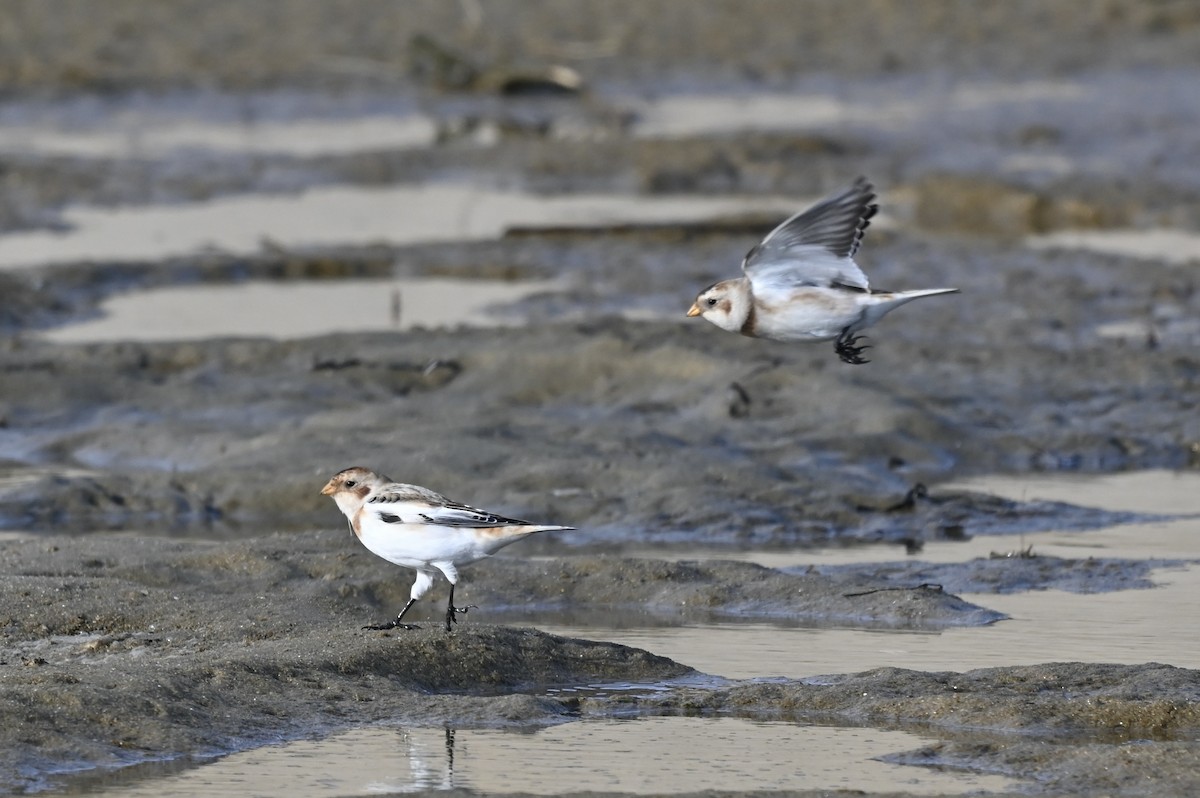 sněhule severní - ML645285161