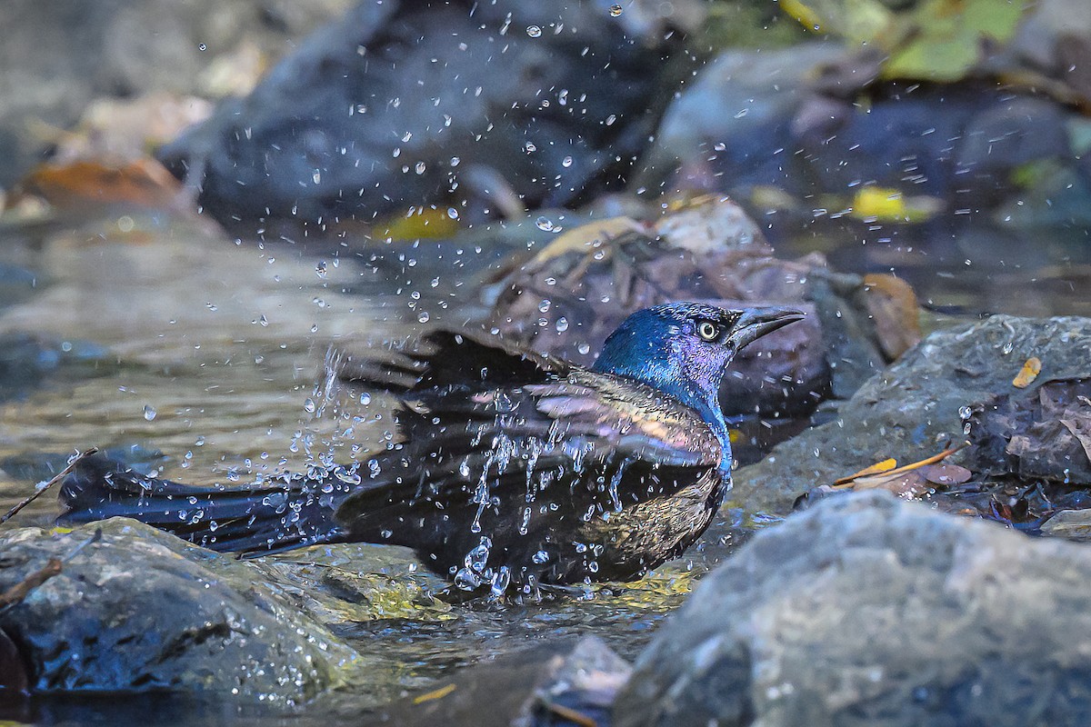 Common Grackle - ML645285163