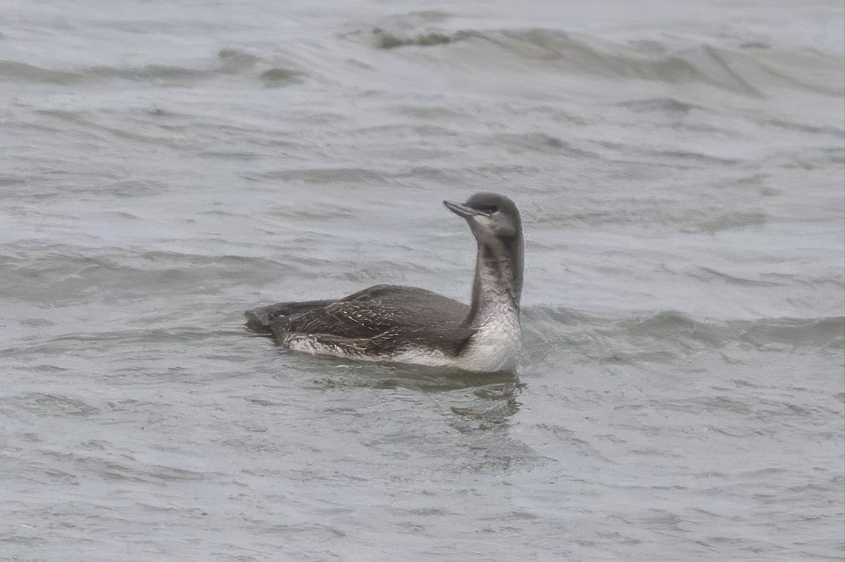 Red-throated Loon - ML645285166