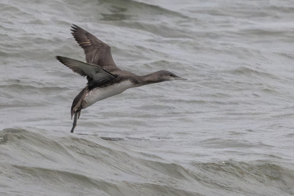 Red-throated Loon - ML645285167