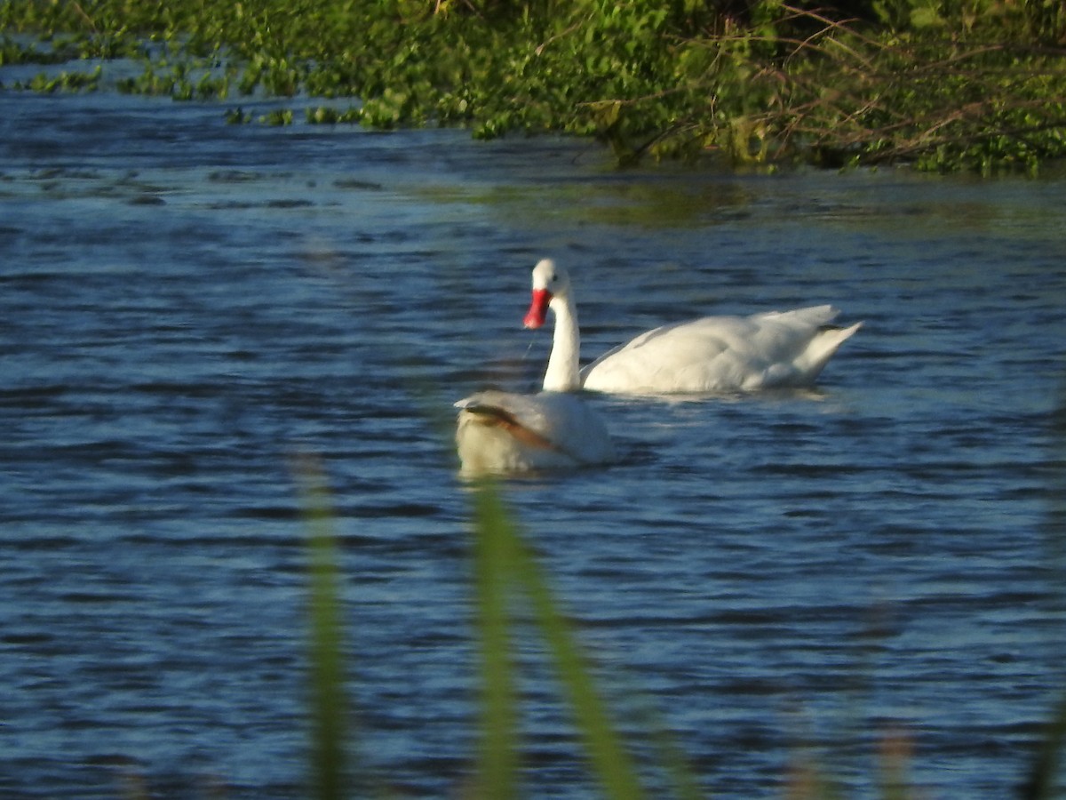 Coscoroba Swan - ML645285171