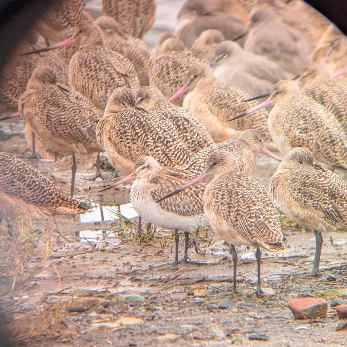Bar-tailed Godwit - ML645285174