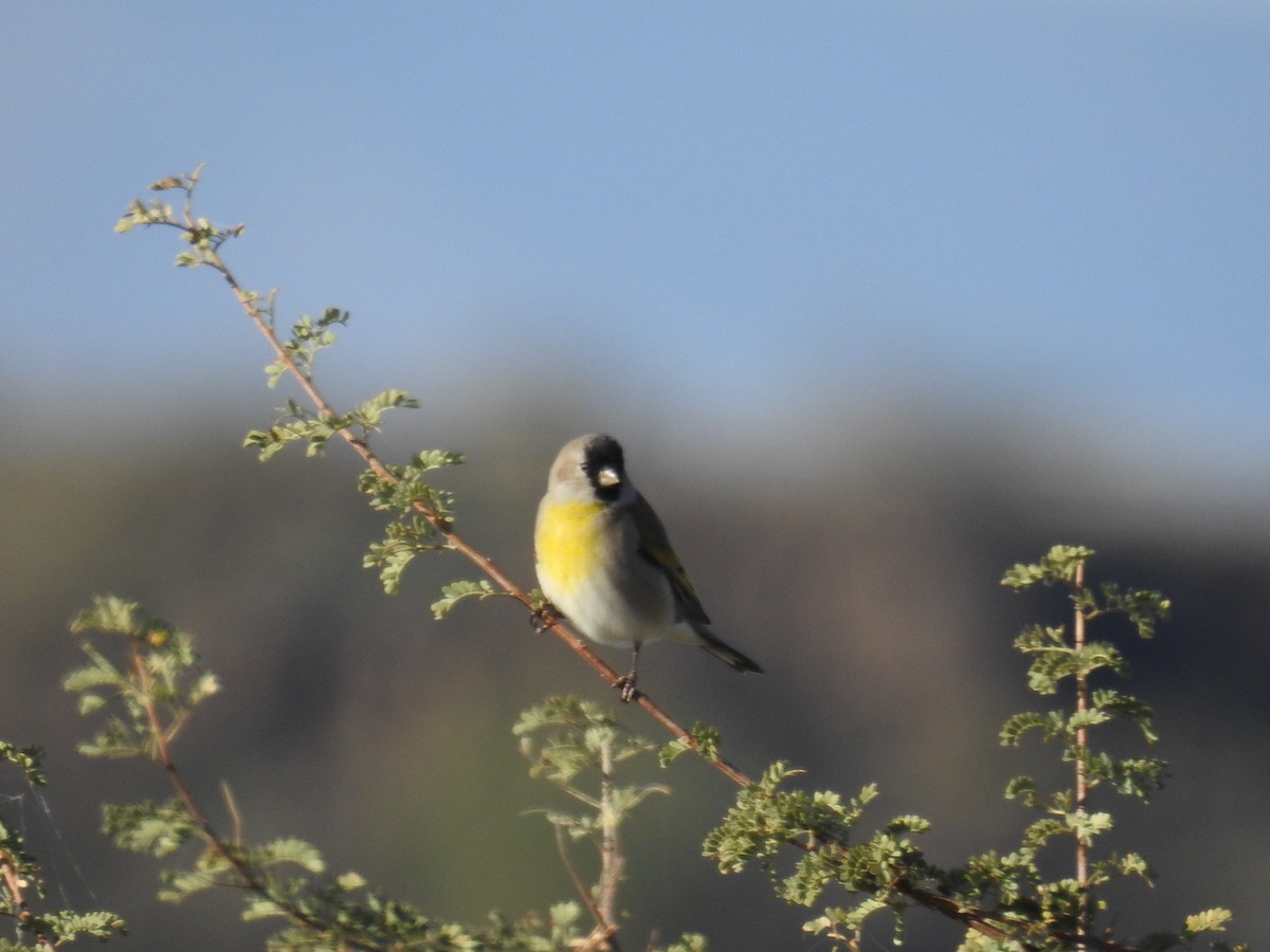Lawrence's Goldfinch - ML645285179