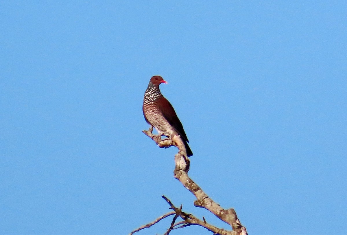Scaled Pigeon - ML645285191