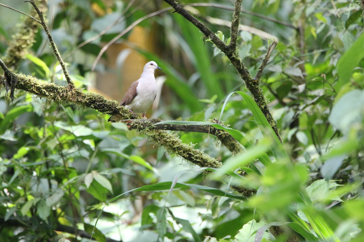 Pallid Dove - ML645285195