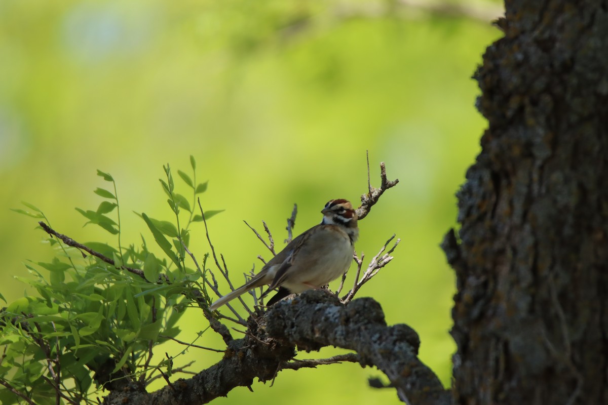 Lark Sparrow - ML645285196