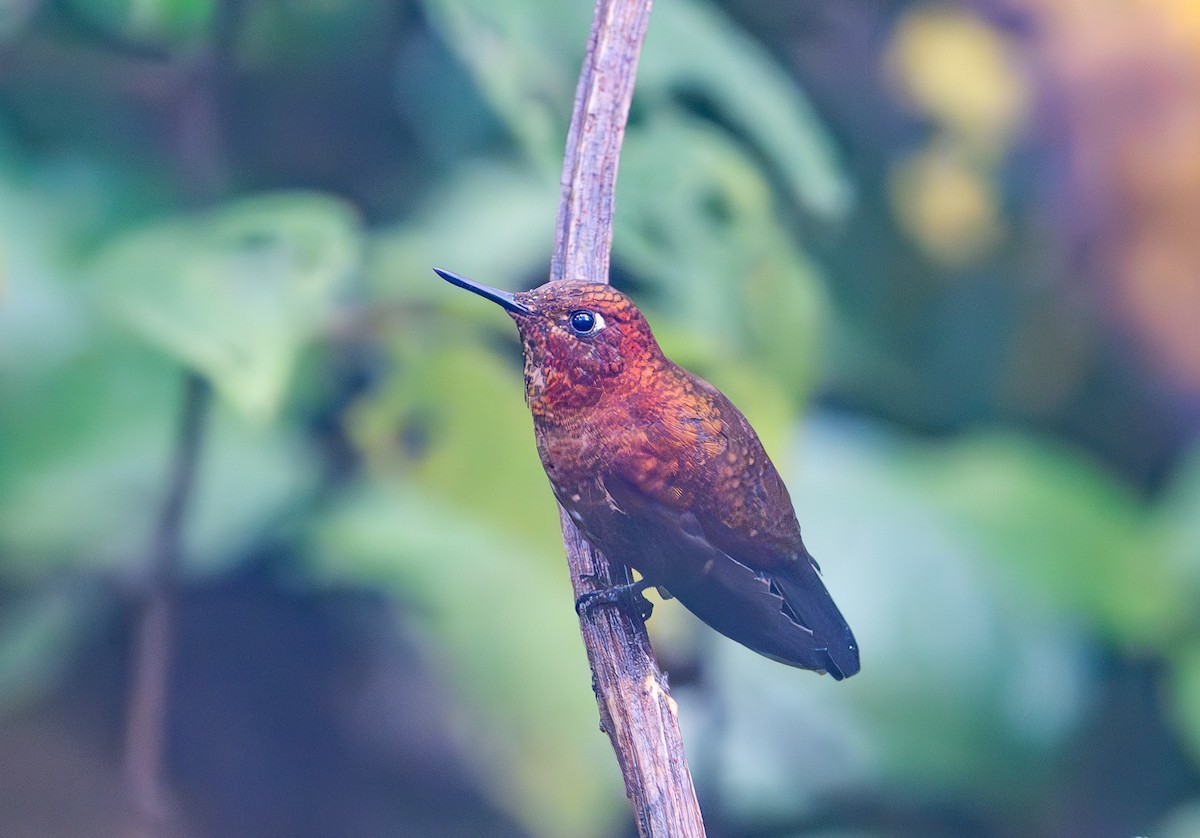 Coppery Metaltail - ML645285200