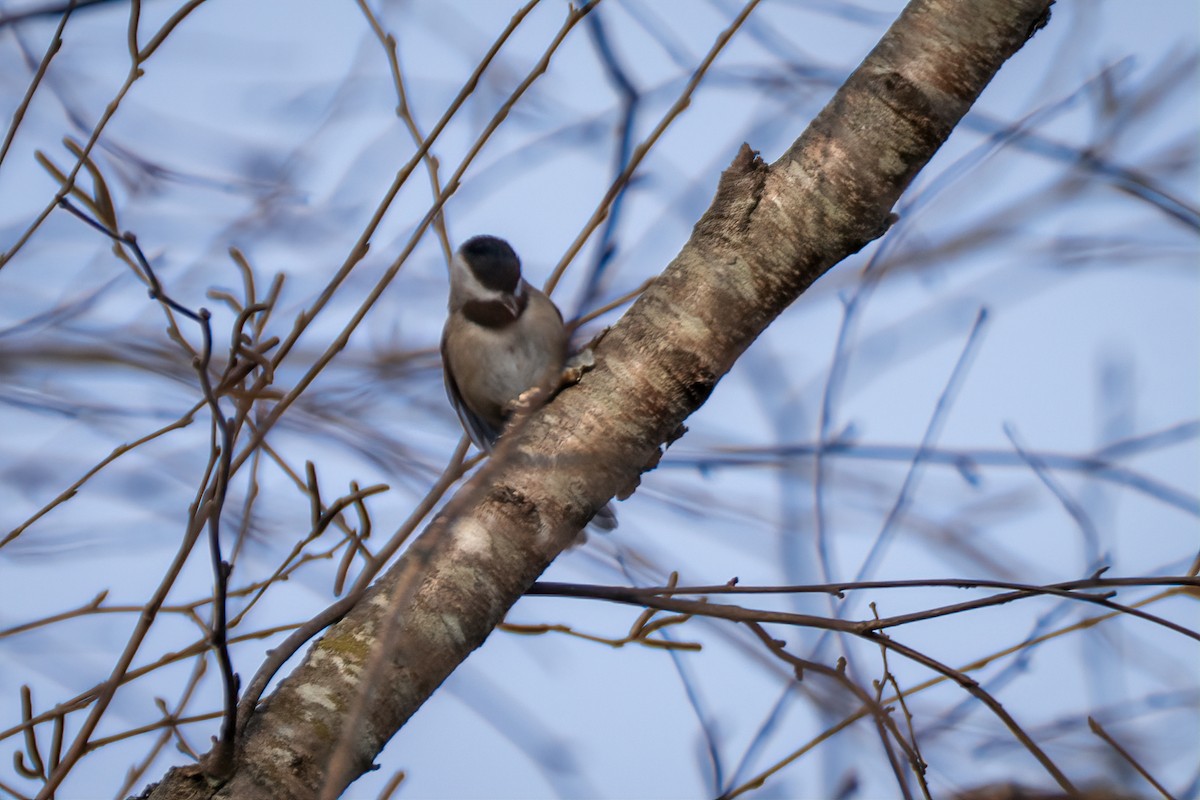 Carolina Chickadee - ML645285205