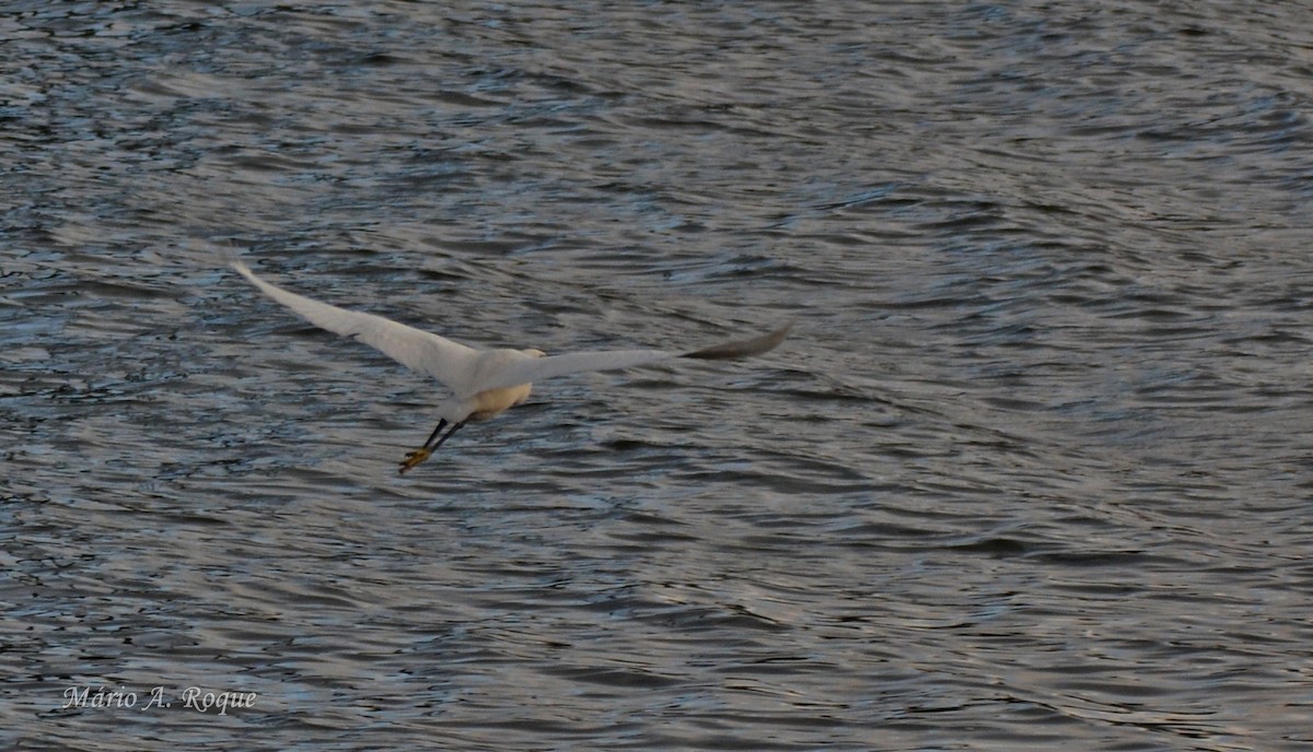 Seidenreiher - ML645285207