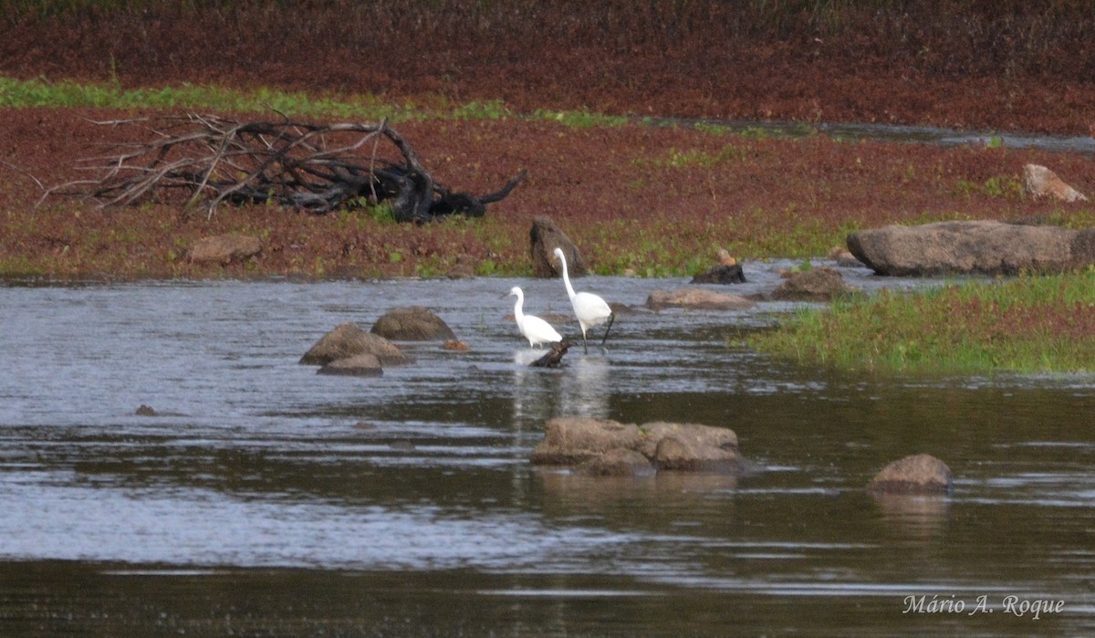 Seidenreiher - ML645285208