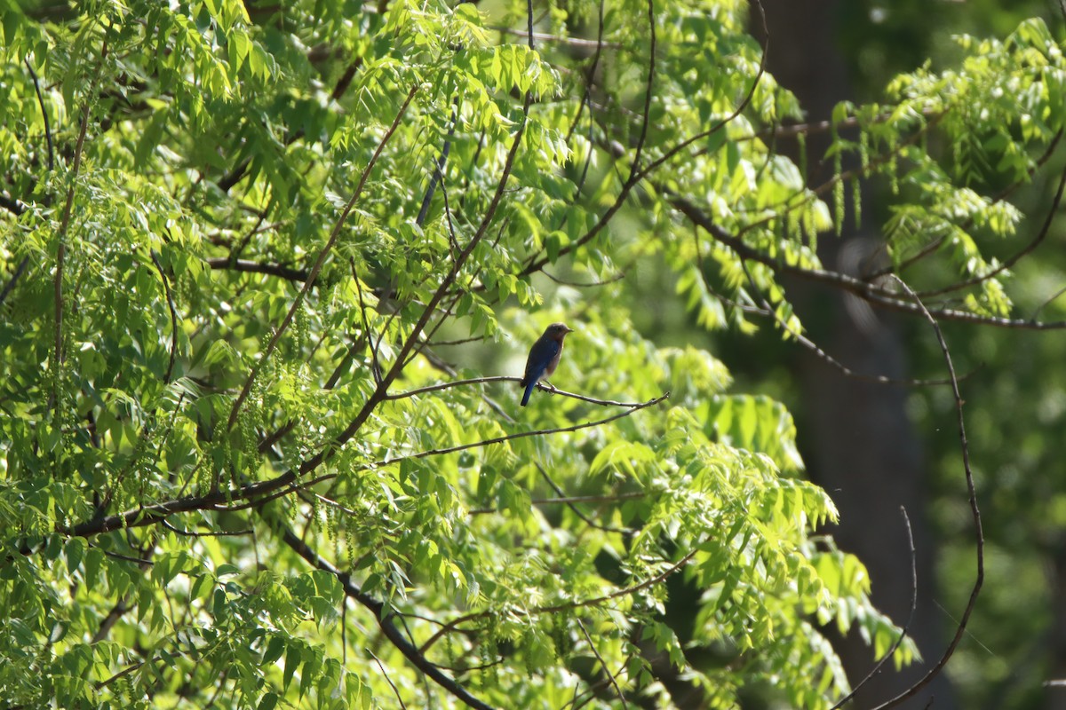 Eastern Bluebird - ML645285223
