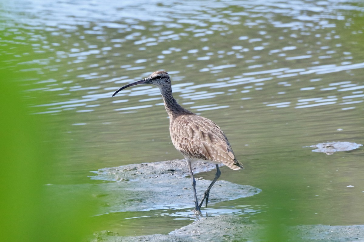 Hudsonian Whimbrel - ML645285226