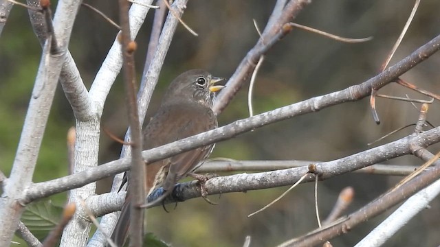 Fox Sparrow (Sooty) - ML645285238