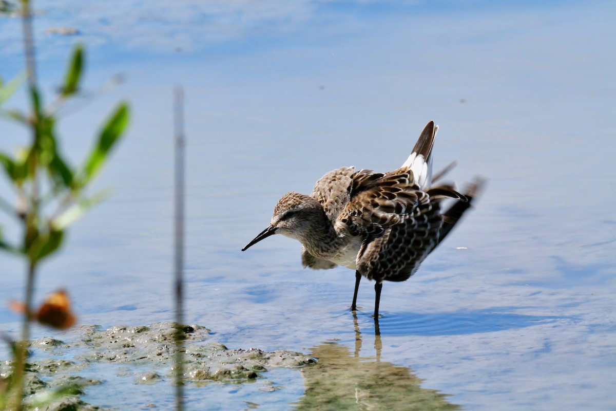 jespák tundrový - ML645285286