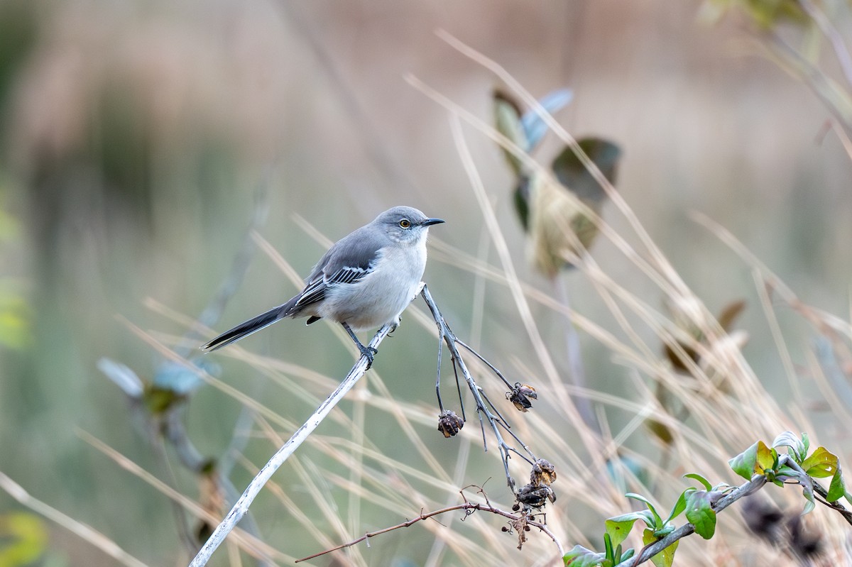 Northern Mockingbird - ML645285287