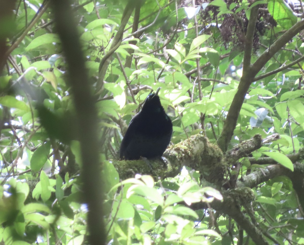 Paradise Riflebird - ML645285300