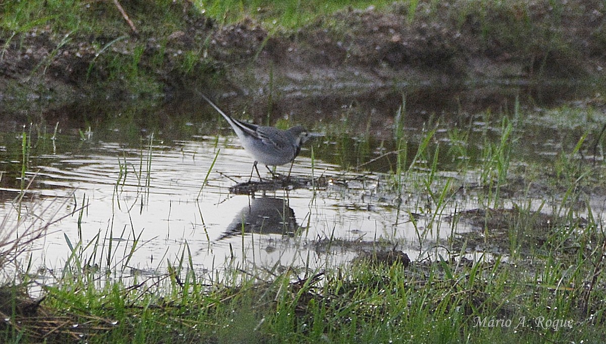 Lavandera Blanca - ML645285307