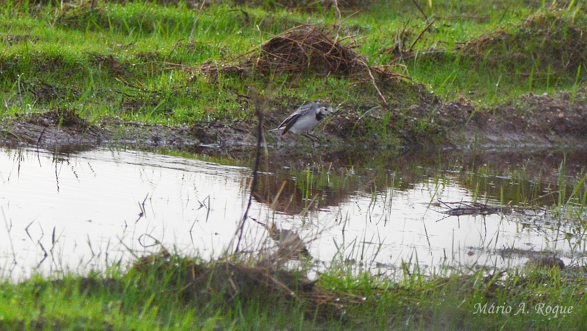 Lavandera Blanca - ML645285308