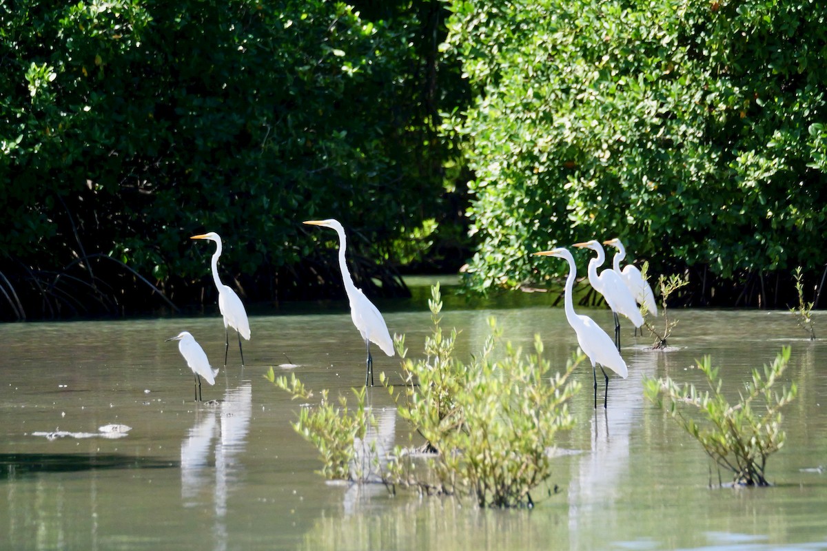 Great Egret - ML645285313